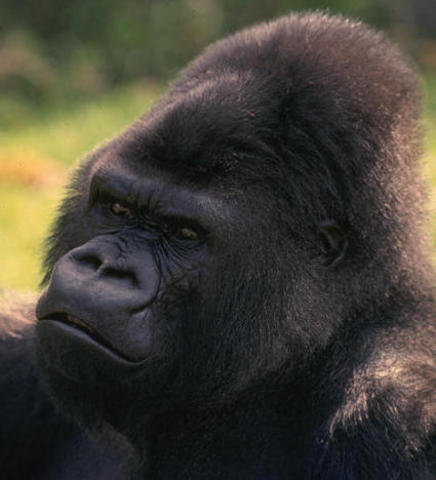 Gorila