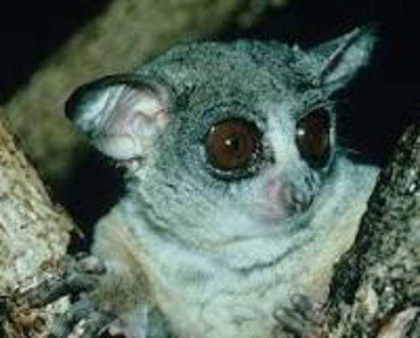 GALAGOS