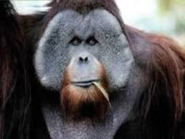 ORANGUTAN