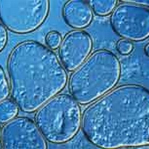 Leeuwenhoek observa bacteris.