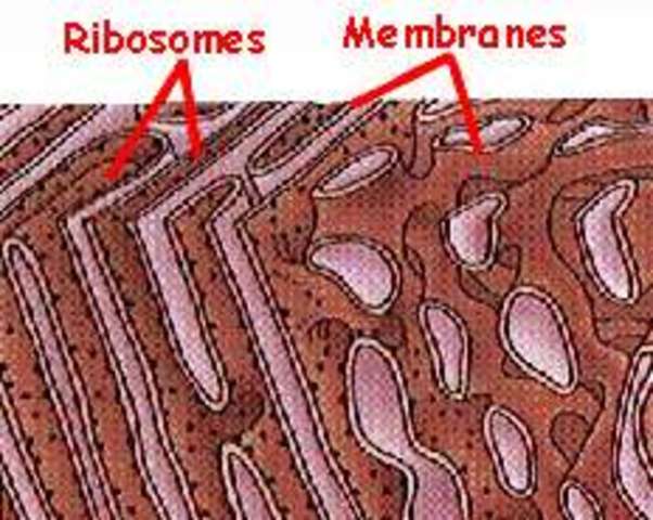 Ribosomes