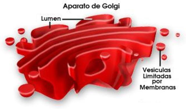 Golgi