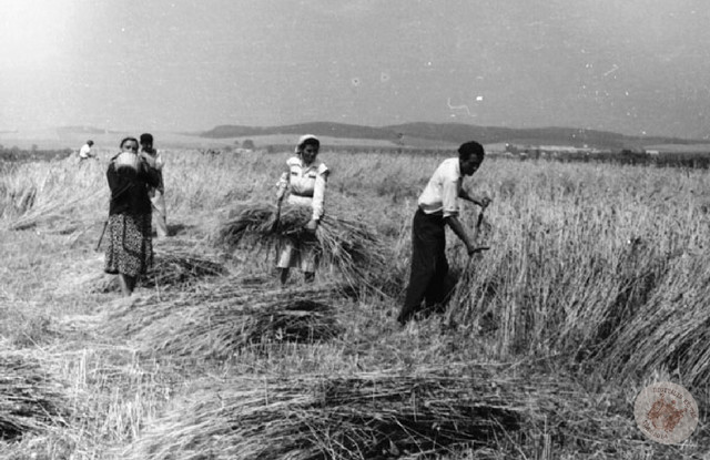 Aratás kezdete (június 29.)