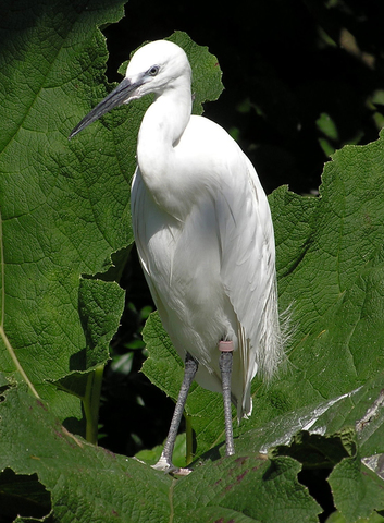 Fertő–Hanság Nemzeti Park