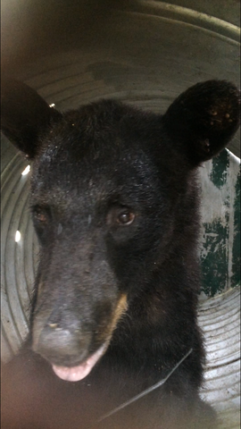 Black bear captured near downtown Minden
