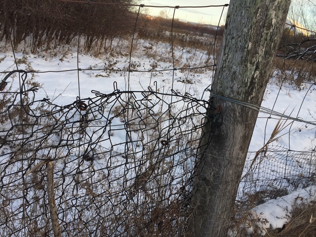 Cow fencing, useful in holding cash cows, AKA dogs