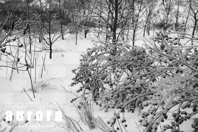 Ice Storm Destroys Trees