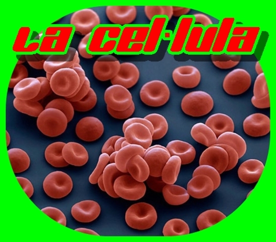 Hook bateja la cel·lula