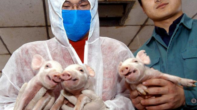 Le premier clonâge des porcelets