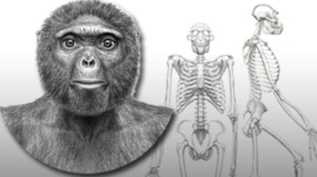 Un ancêtre humain de 4,4 millions d'années est trouvé