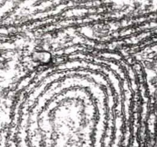 DESCOBRIMENT DEL RETUCLE ENDOPLASMATIC