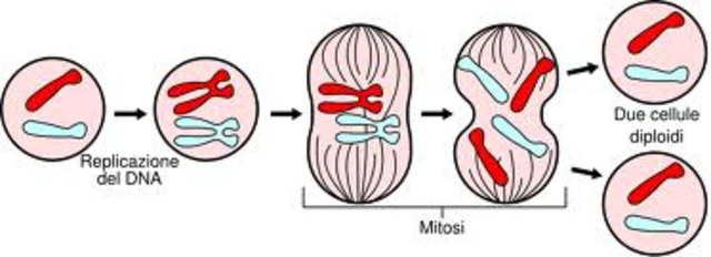 Mitosi