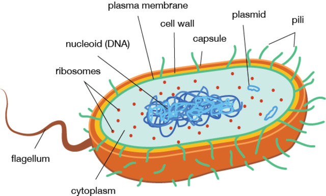 Two Major Branches (Prokaryotic)