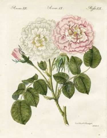 Livres d' images pour enfants - F.J. Bertruch