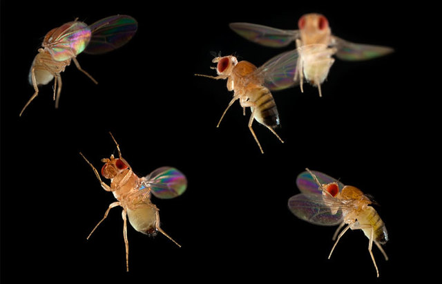 Fruit Flies