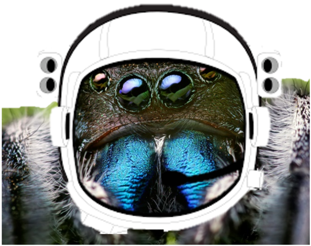 Spider astronaut, spider astronaut!