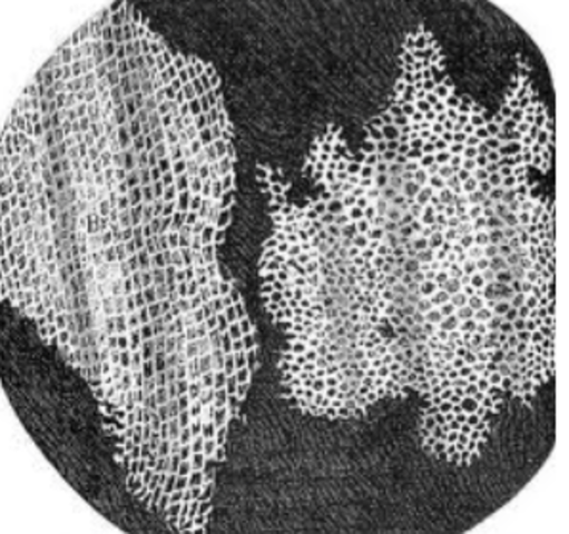 1665- Cells was discovered by using crude microscope