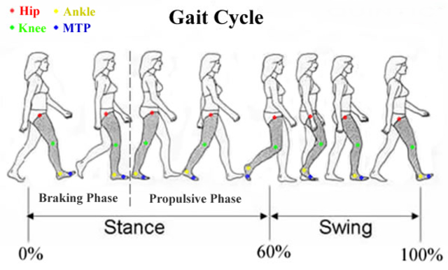 The Human Gait could be recreated
