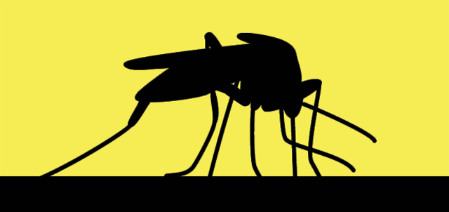 Yellow Fever From the Caribbean