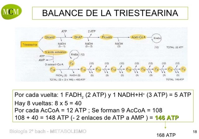 SÍNTESIS DE LA TRIESTEARIANA BY PIERRE BERTHELOT