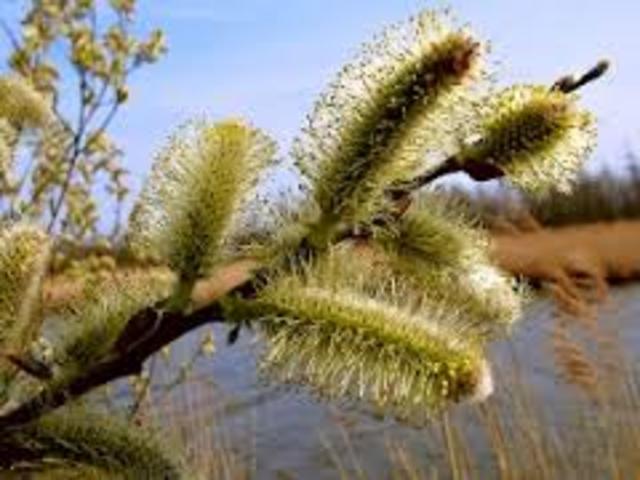 Willow Sunday (Palm Sunday) (Ukraine)