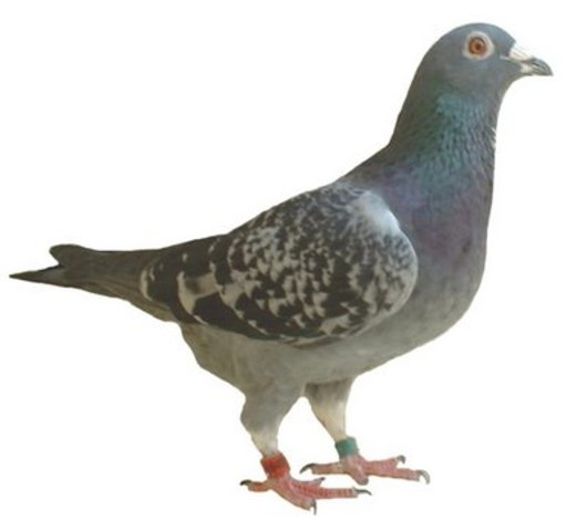 Palomas mensajeras (año 510 a C.)