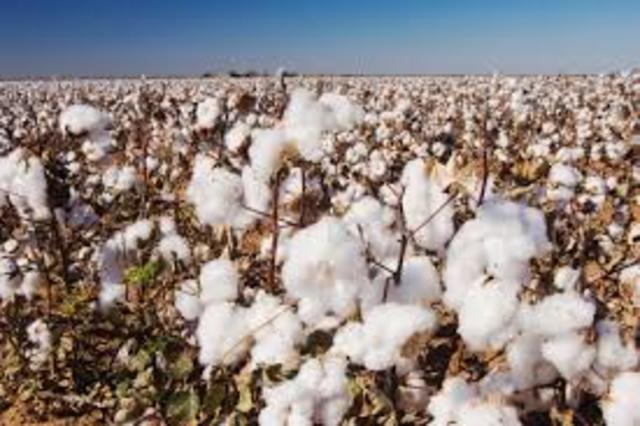 Colonists were growing cotton