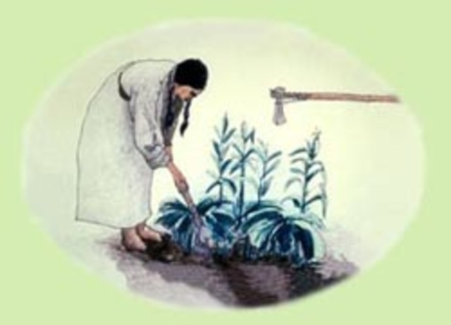 Agriculture becomes important