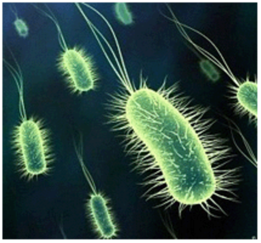 Antonie van Leeuwenhoek