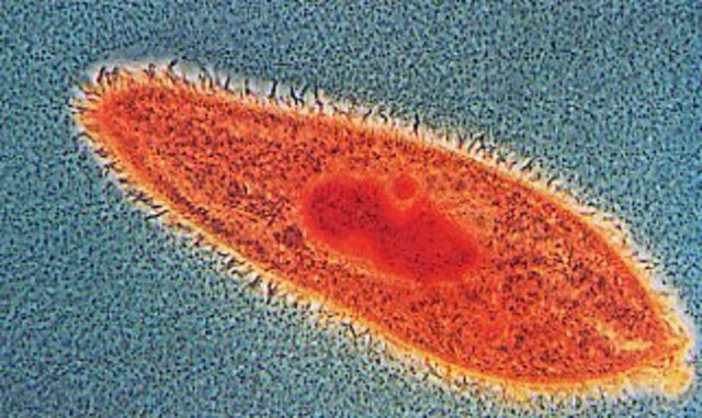 Antonie van Leeuwenhoek