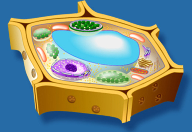 bateig de la cèl·lula