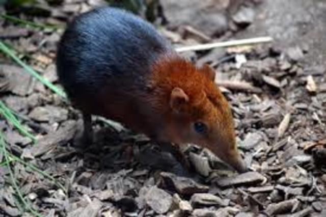 Hace 65 millones de años...