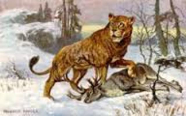 Panthera leo fossilis