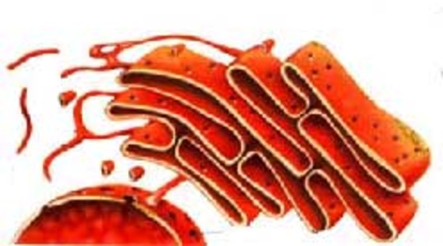 Descobriment del Reticle endoplasmàtic