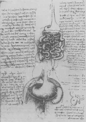 primera apendicectomía