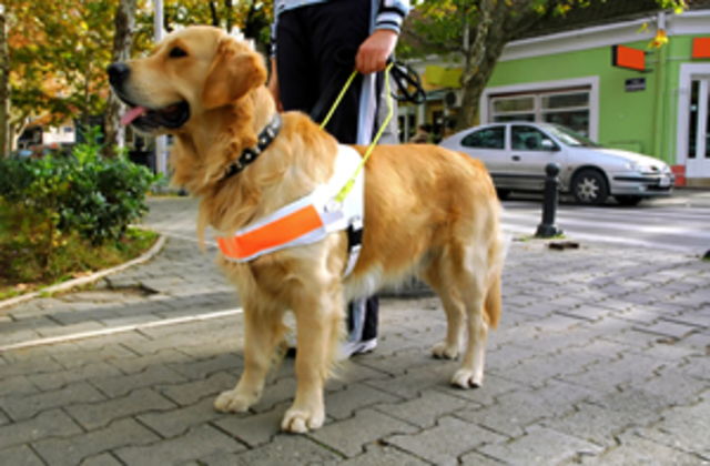 Seeing Eye Guide Dog