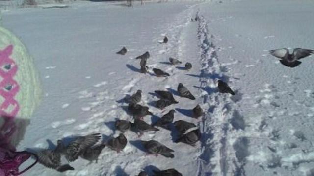 Пост "Как мы готовились ко Дню птиц"