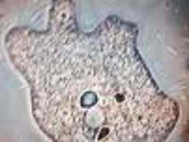 Leeuwenhoek observa per primer cop protozous d'una bassa