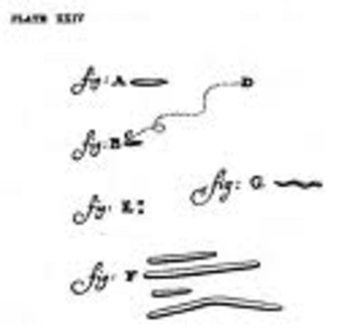 Leeuwenhoek observa bacteris de la seva boca