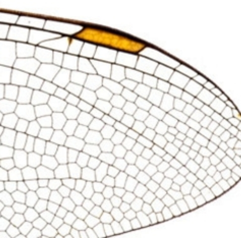 Пост «Рефлексия в жанре "бескрылки"»