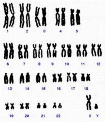 46 cromosomas en humanos.