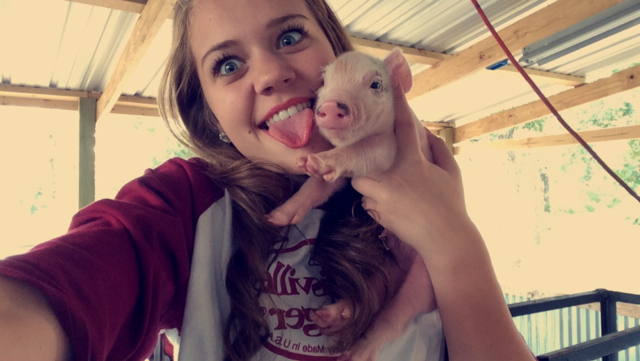 Started showing pigs!