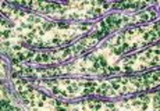 Descobriment del Reticle endoplasmàtic