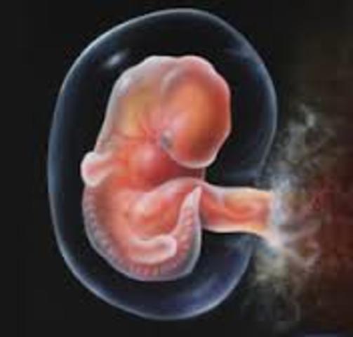 First Month of Pregnancy