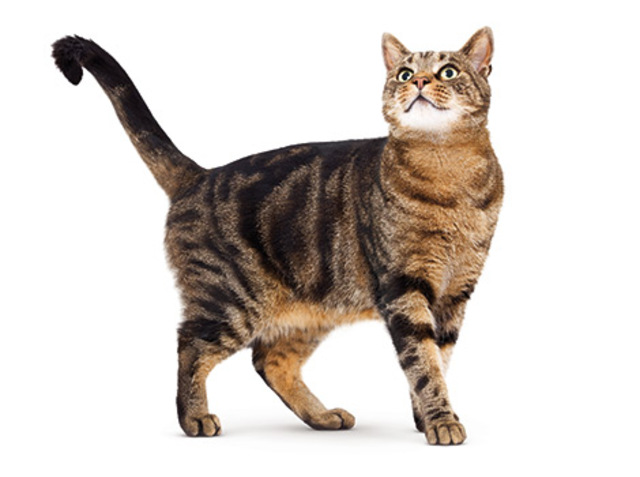 Began Volunteering for A4TLOC