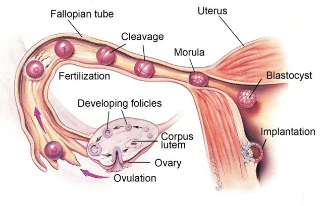 ovulation
