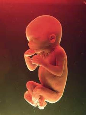 Fith Month of Pregnacy