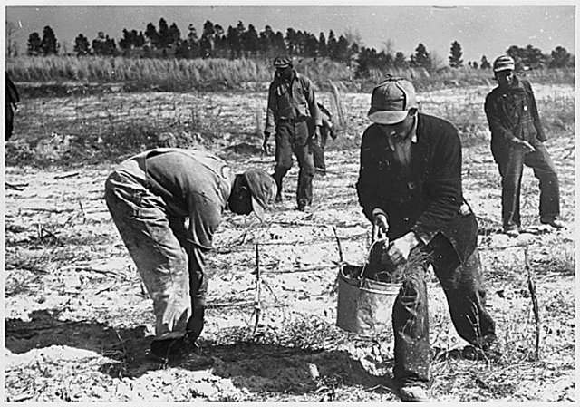 Civilian Conservation Crops