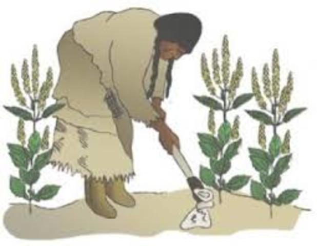 Agriculture becomes important