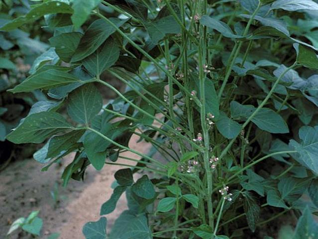 Agricultural Adjustment Act